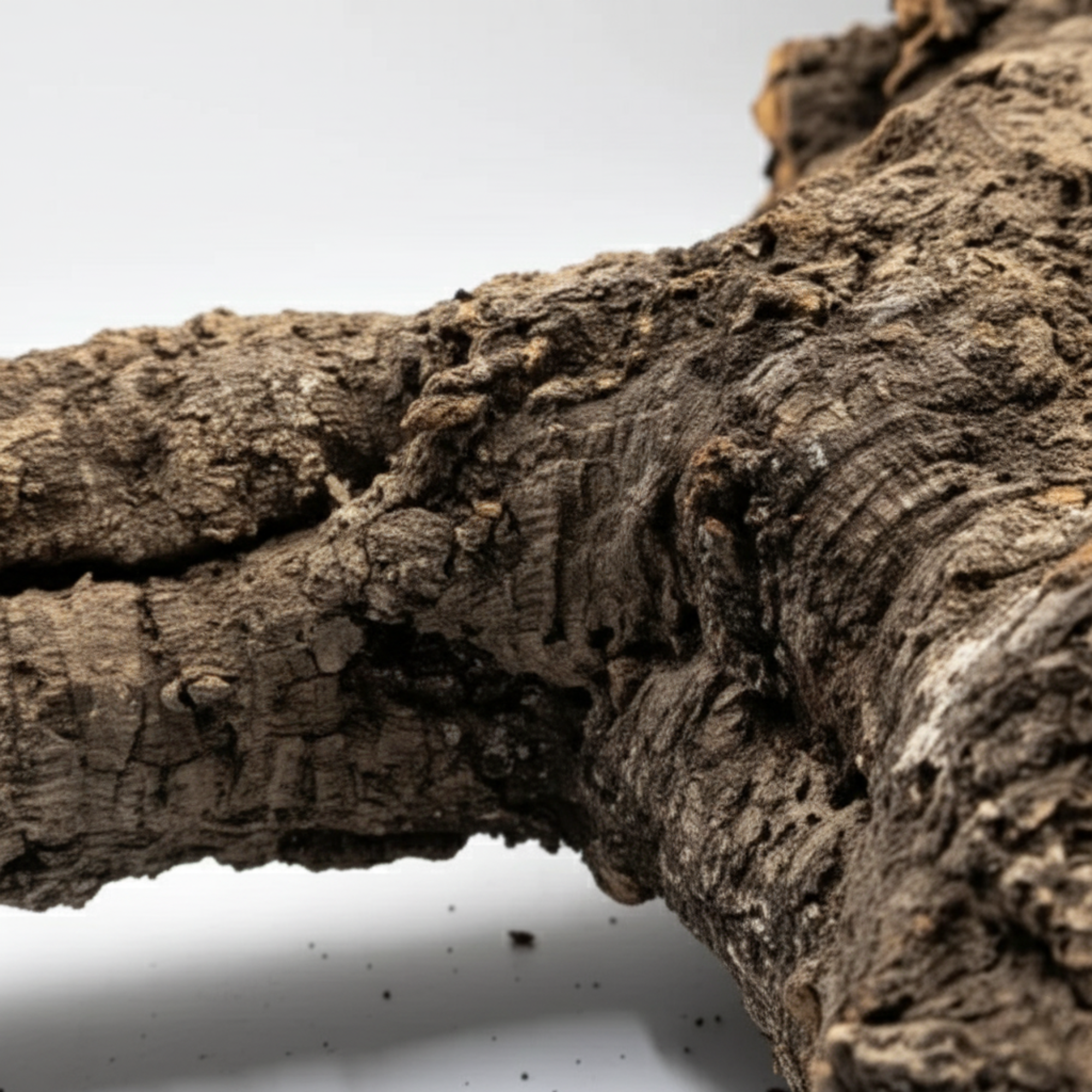Natural virgin cork branches for terrarium and vivarium by CorkMart