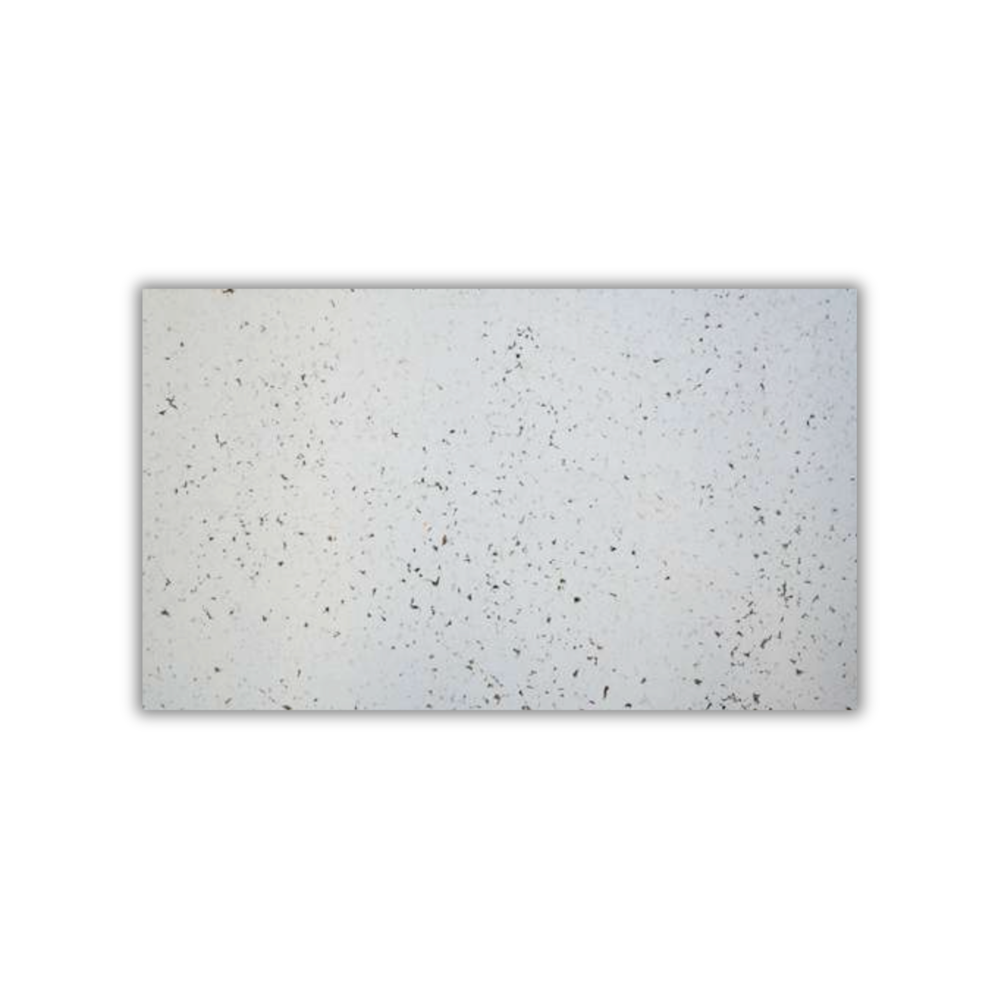 Acoustic White cork wall tile 10mm soundproof by CorkMart