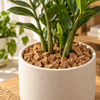 Cork Nuggets (Cork Bits) used as top dressing around a potted plant