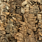 Natural Decorative Cork Bark Wall Tiles - Virgin, macro bark texture detail