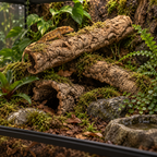 Natural Virgin Cork Branches used in a reptile terrarium