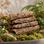 Natural Virgin Cork Branches used in a botanical terrarium composition