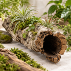 Natural Virgin Cork Tube used in a botanical display with air plants